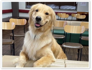看板犬ララちゃん！