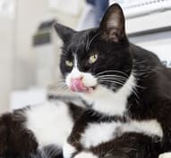 校舎に時々顔を見せる猫。合宿中に会えるかも！？